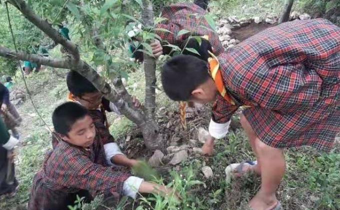 Adoption of fruits tree by Nachung Scouts