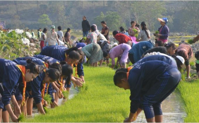 Paddy plantation
