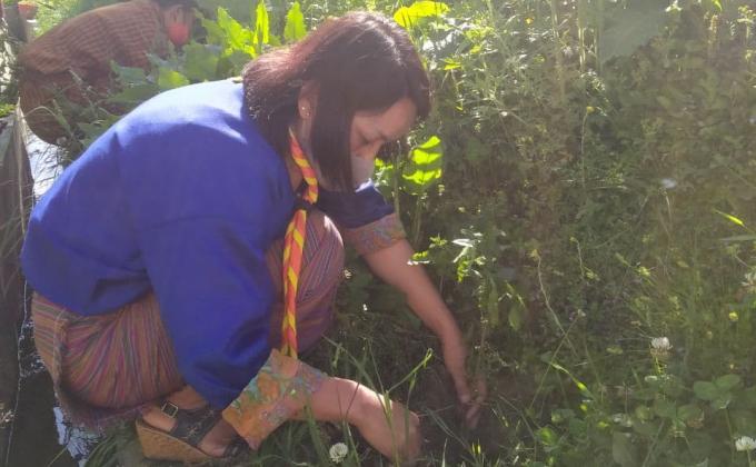 Tree Plantation