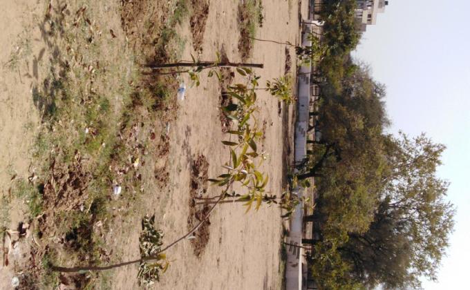 plant drinking water