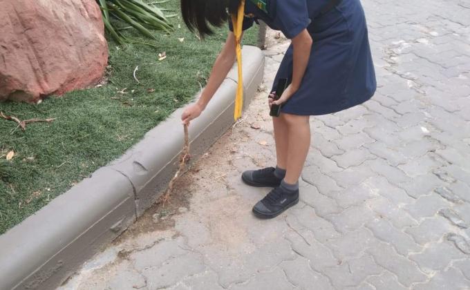 เก็บเศษไม้