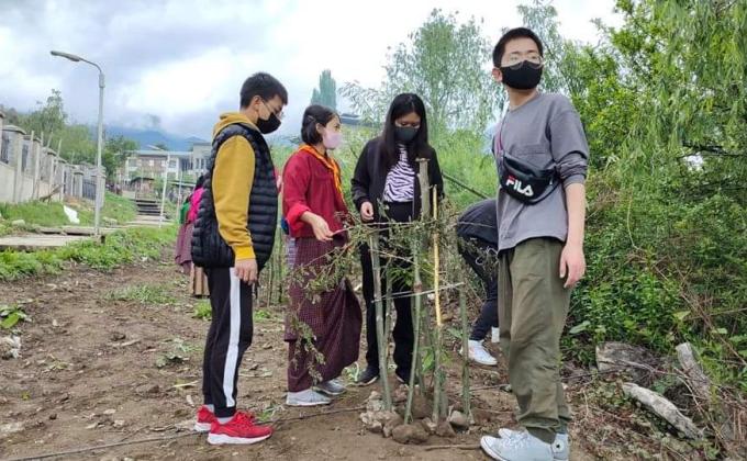 Tree Plantation 