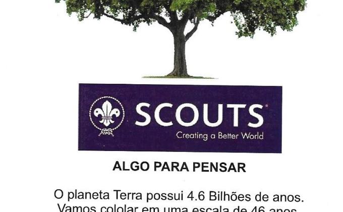 Um Escoteiro Uma Árvore