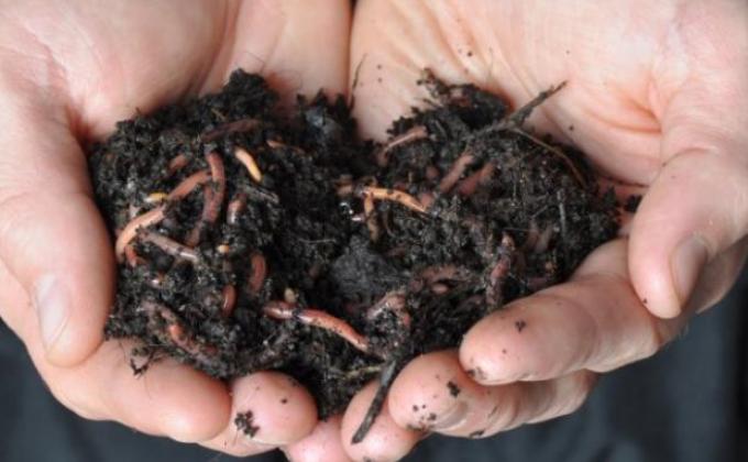 Vermiculture a change to pollution